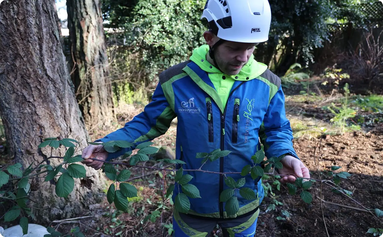 professional tree removal Portland