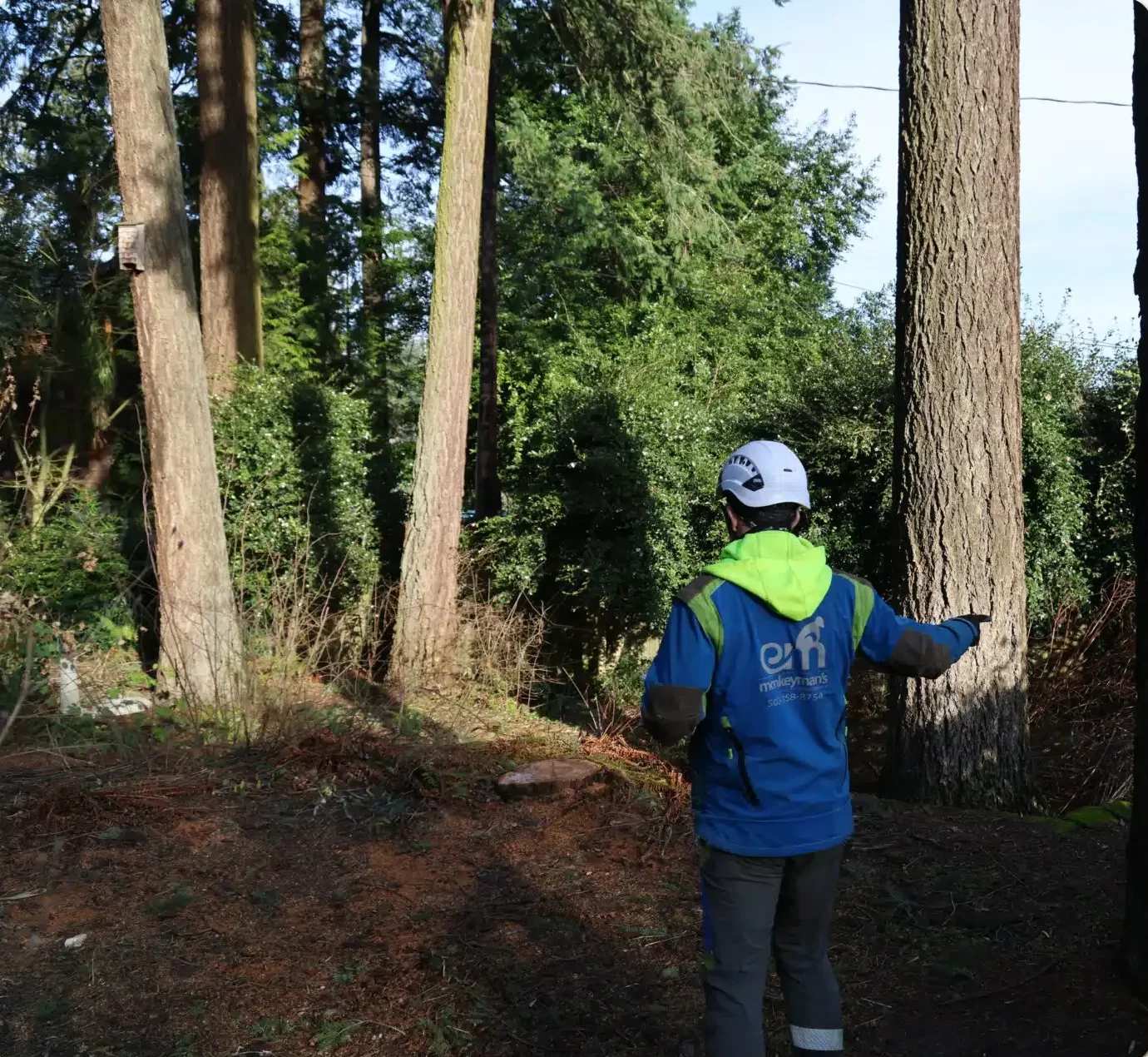 professional tree removal Portland