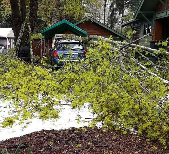 tree care specialists Portland