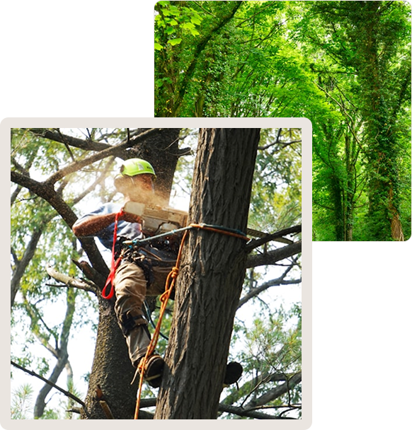 Plant Problem Diagnosis Portland