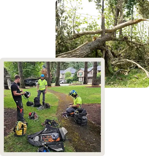 certified arborist Portland