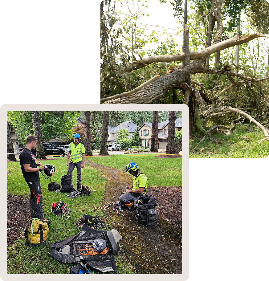 tree pruning and trimming