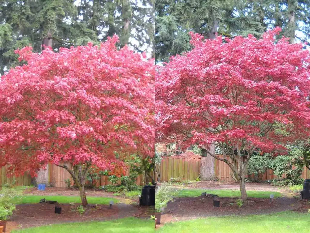 Maple Before After scaled 1 new.jpg