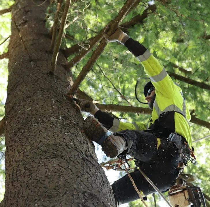 professional tree removal Portland