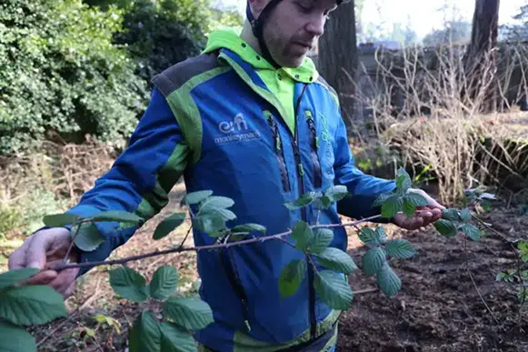 tree trimming service Portland