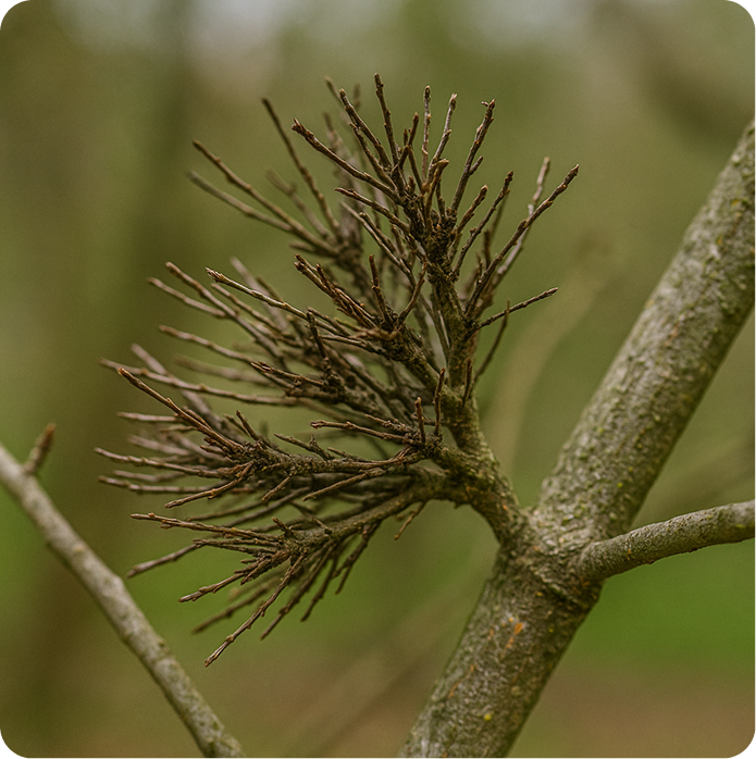 tree disease experts
