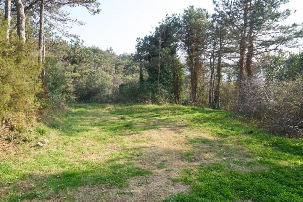 imgi 127 forest trail scene woodland path 722820 1333