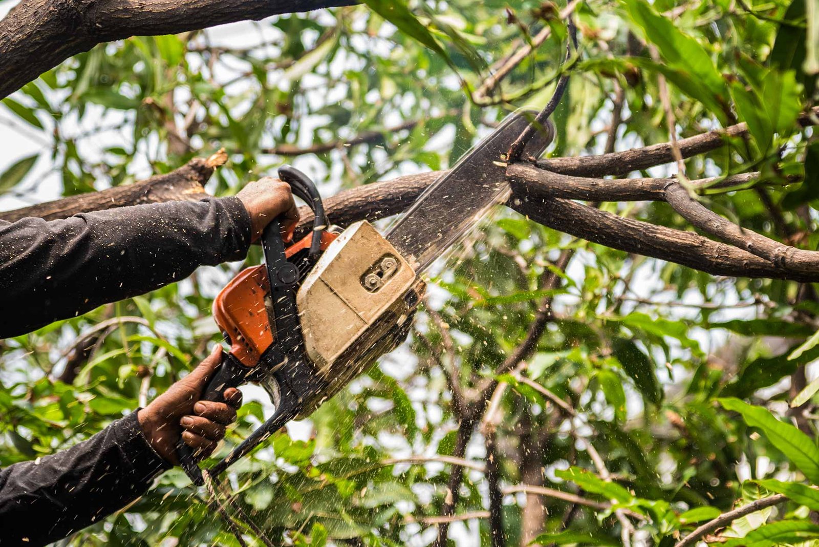 tree pruning and trimming