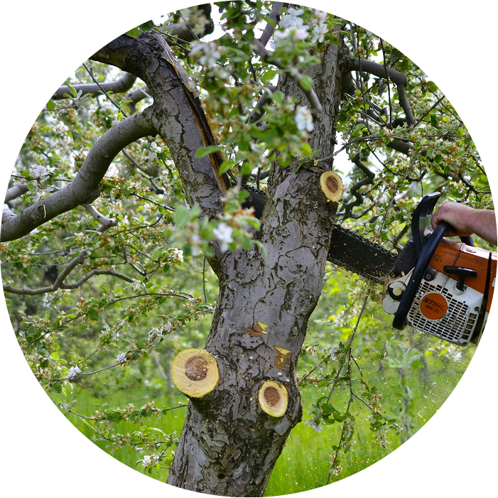 Monkeyman’s Tree Service Portland