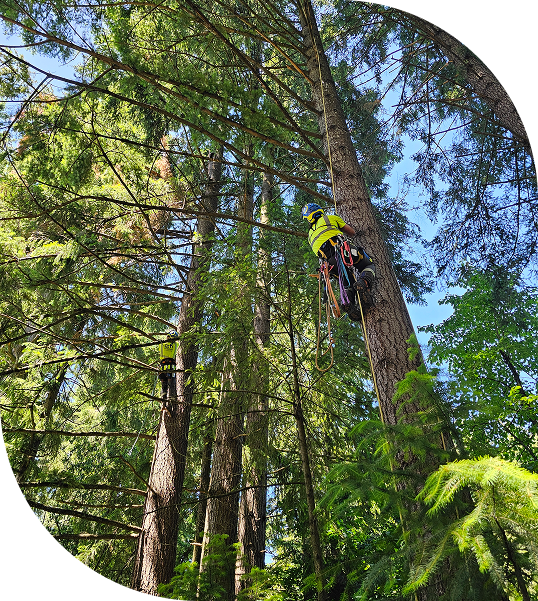 Monkeyman’s Tree Service Portland