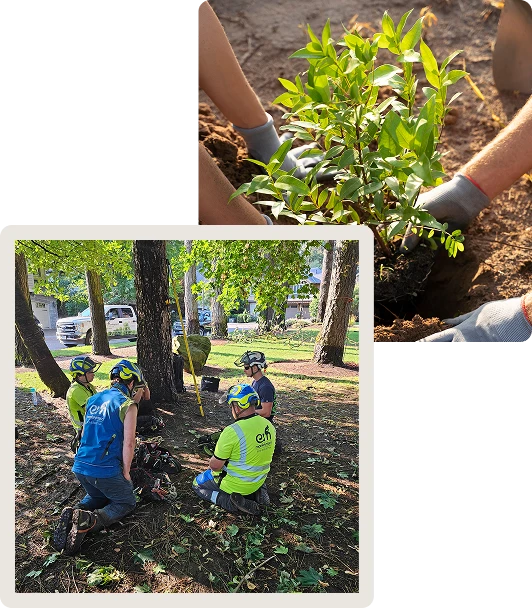 Monkeyman’s Tree Service Portland