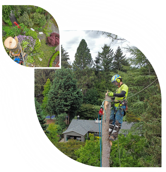 Monkeyman’s Tree Service Portland