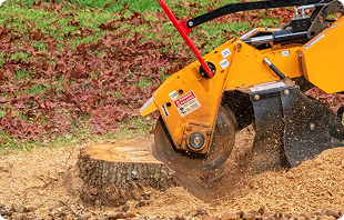 certified arborist Portland