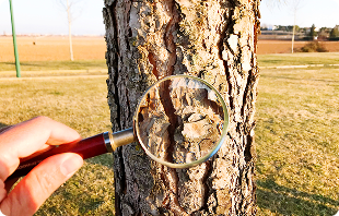 certified arborist Portland