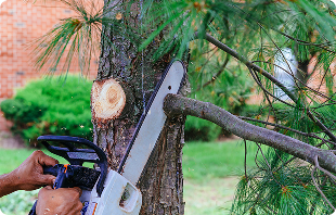 certified arborist Portland