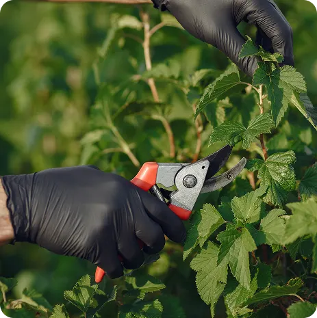 brush removal near me