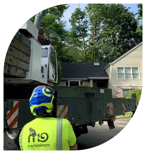 arborist tree service
